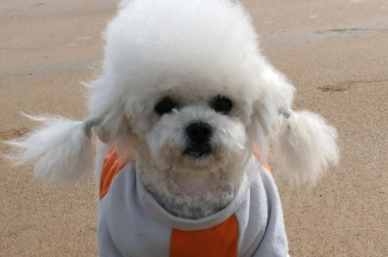 比熊犬和博美的區(qū)別