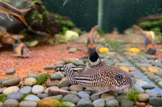 適合孔雀魚的清理魚
