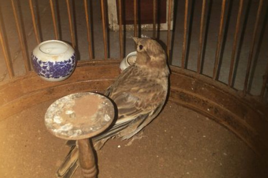 百靈鳥喂什么毛色好