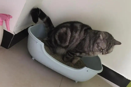 貓咪尿閉在家怎么處理