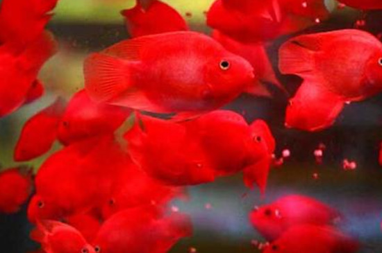 鸚鵡魚怎么分公母