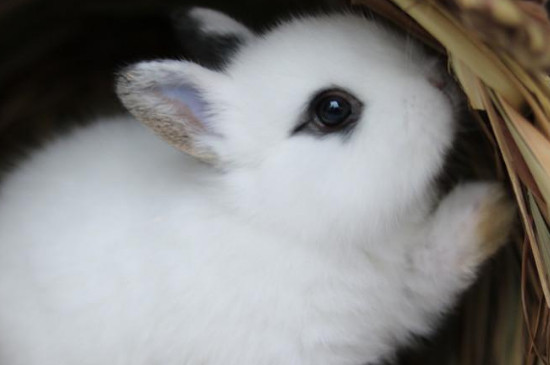 侏儒海棠兔飼養(yǎng)方法