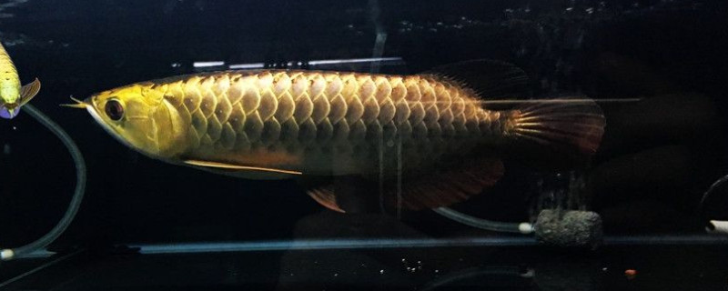 藍(lán)底金龍魚(yú)用什么燈