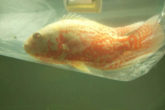 地圖魚(yú)怎么分公母