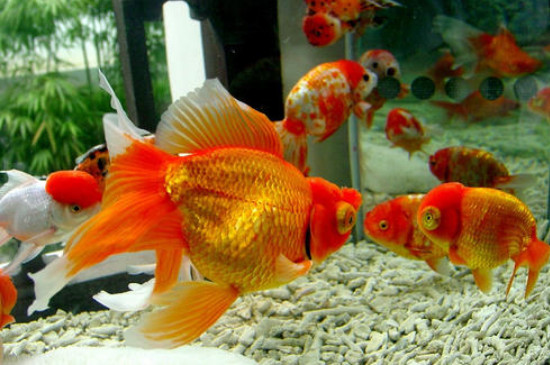 怎樣養(yǎng)金魚不會死，金魚怎么喂養(yǎng)方法