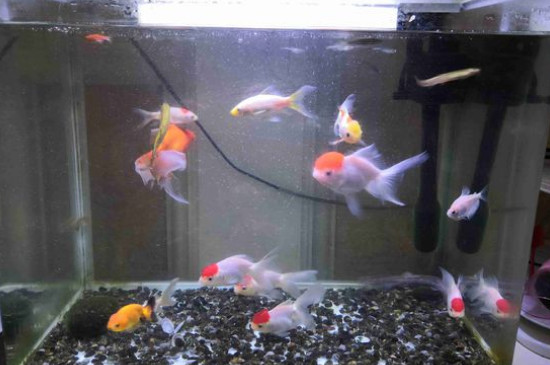 鶴頂紅金魚頭部變白了是什么病，金魚頭上褪色怎么治療