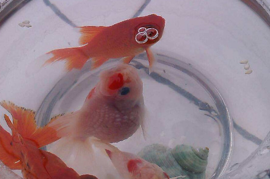 金魚(yú)缺氧的表現(xiàn)，解決金魚(yú)缺氧的方法