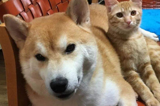 柴犬優(yōu)缺點(diǎn)
