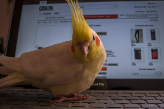 玄鳳鸚鵡耐寒溫度多少度
