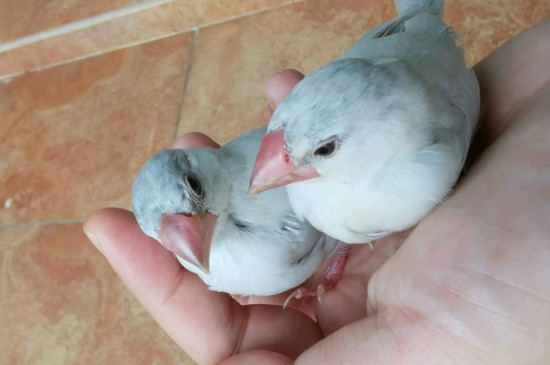 文鳥孵蛋期間注意什么