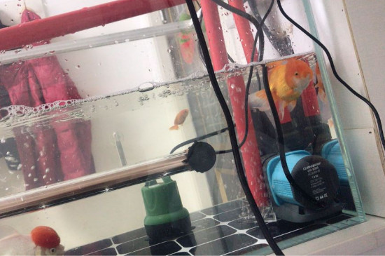 金魚水霉怎么治療