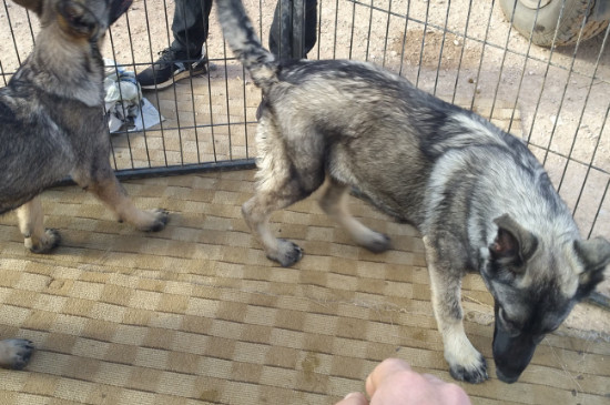 狼青犬訓(xùn)練方法