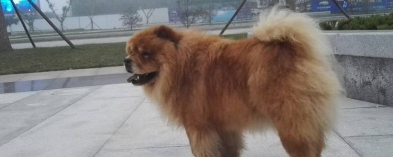 松獅臨死之前的癥狀