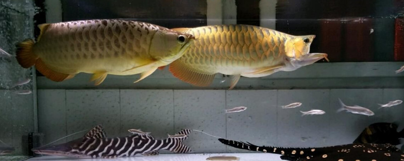 龍魚幾天喂一次，龍魚多久喂食一次比較好