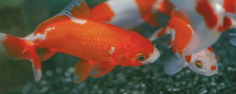 金魚一天喂幾次