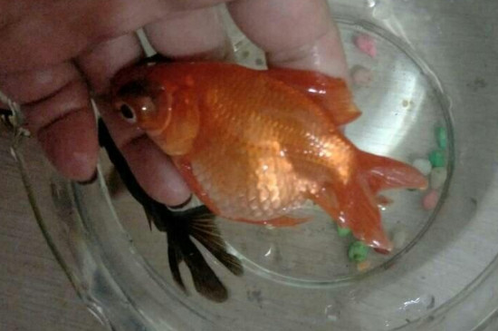 金魚新手怎么養(yǎng)才能活