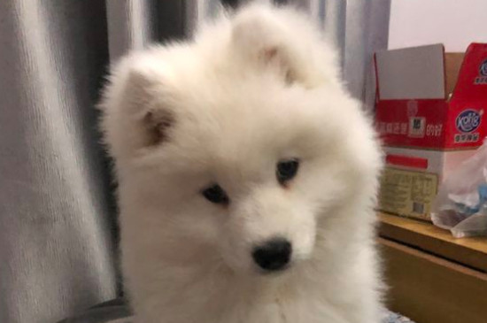 銀狐犬和薩摩耶哪個貴，養(yǎng)銀狐好還是薩摩