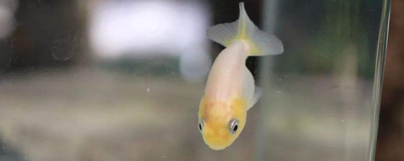蘭壽金魚用不用開燈