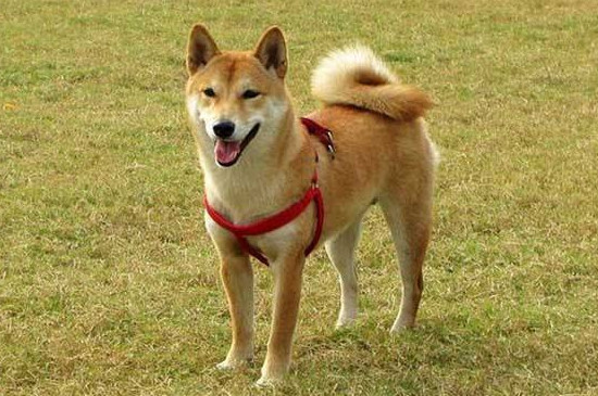 柴犬飼養(yǎng)禁忌