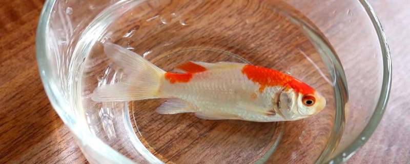 金魚身上出現(xiàn)黑斑
