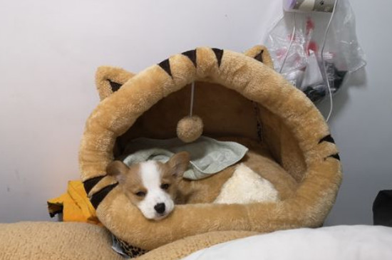 犬細(xì)小病毒癥狀和治療，治療細(xì)小最快的方法