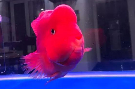 鸚鵡魚(yú)飼養(yǎng)方法和注意事項(xiàng)
