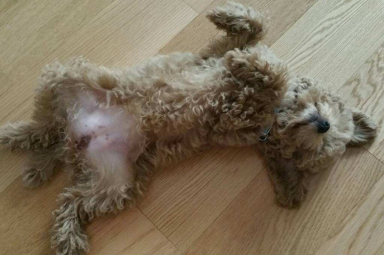 怎么教狗狗裝死