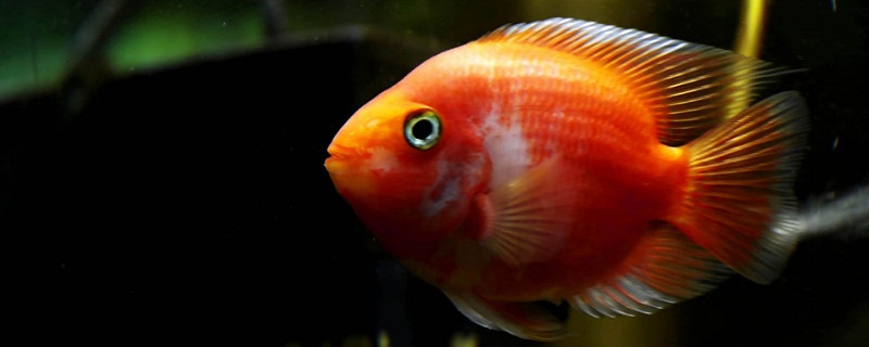 血鸚鵡魚怎么養(yǎng)