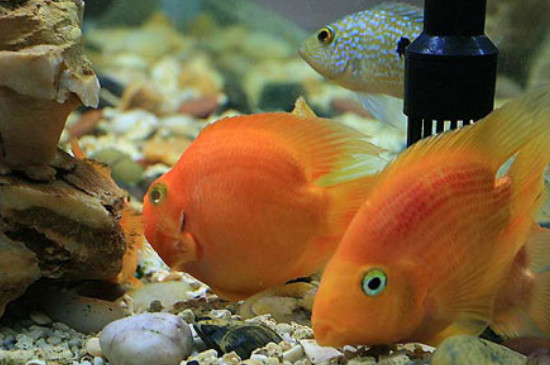 財神鸚鵡魚怎么養(yǎng)能起頭的