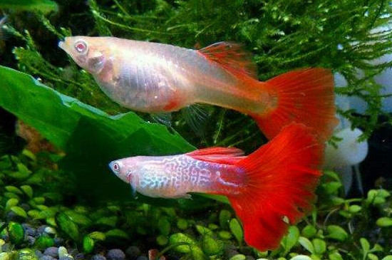 孔雀魚繁殖條件