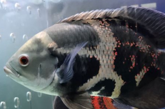 觀賞魚地圖魚價格多少錢一條，什么樣的地圖魚值錢