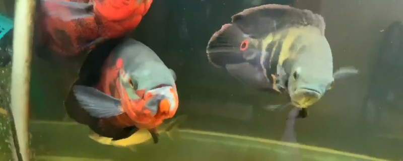 地圖魚餓了是什么表現(xiàn)