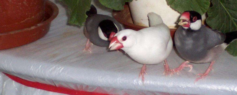 文鳥臭不臭