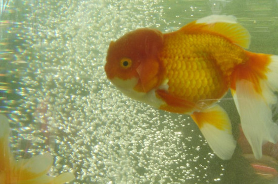 金魚產(chǎn)卵后要怎么處理