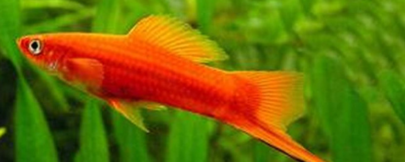 紅劍魚可以跟孔雀魚一起養(yǎng)嗎?