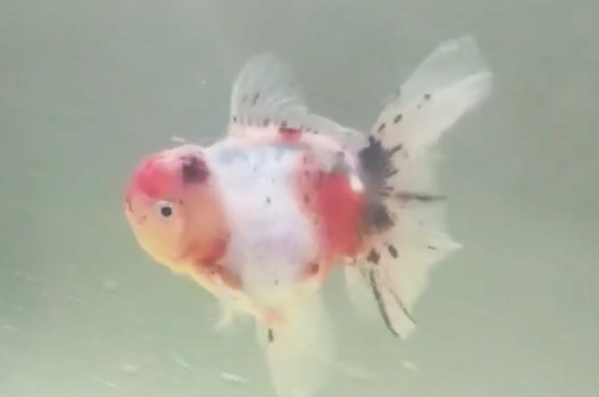 泰獅趴缸底怎么回事