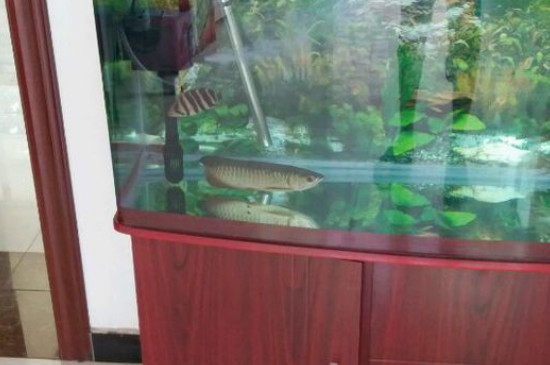 龍魚拉白便怎么辦