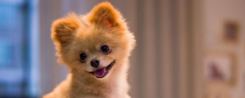 哈多利系博美犬多少錢一只，純種哈系博美什么價位