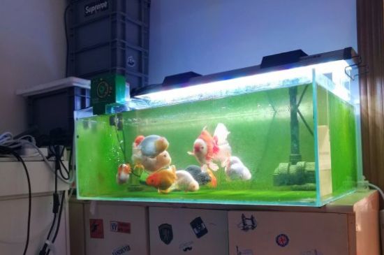 小金魚沒有飼料吃什么