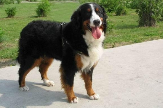 伯恩山犬壽命