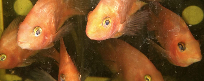 鸚鵡魚眼睛有白膜