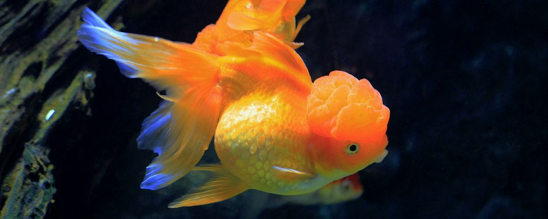金魚掉鱗片放鹽行嗎