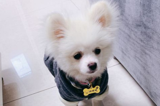 博美犬的壽命多長，一般能活10-16年最多20年左右