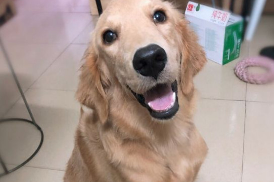 金毛腿突然瘸了怎么治療
