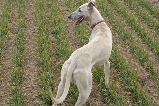 格力犬怎么訓(xùn)練速度和耐力，使用跑步機或負重訓(xùn)練服
