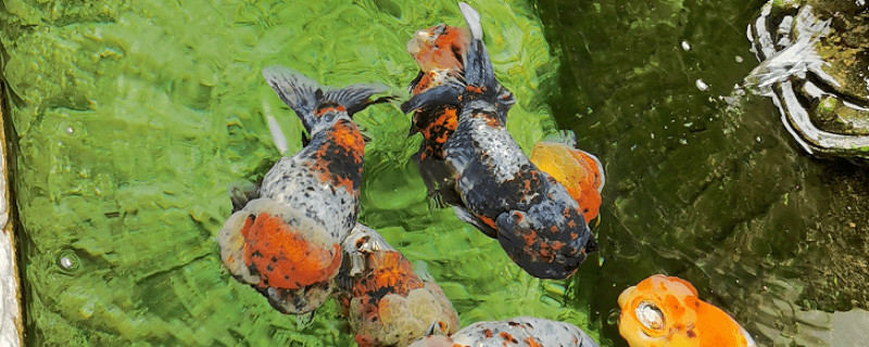 蘭壽金魚能長多大