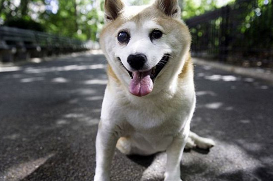 柴犬智商排名第幾