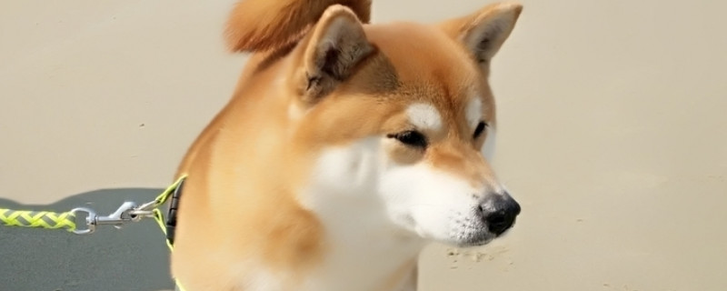 日本柴犬怎么樣養(yǎng)