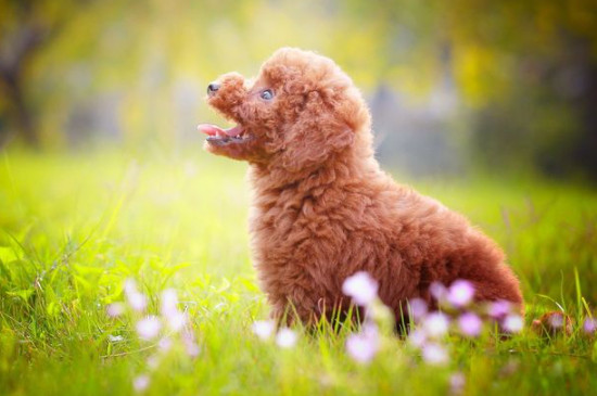 貴賓犬會(huì)認(rèn)第二個(gè)主人嗎