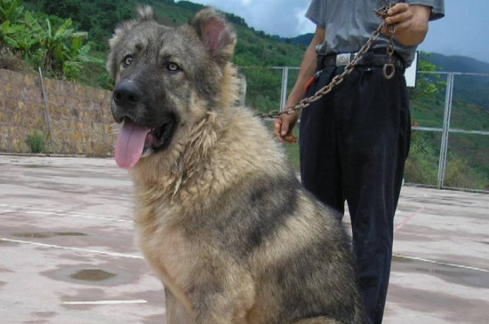 高加索怎么訓(xùn)練才聽話，教你馴服高加索犬的四種方法